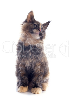 maine coon kitten