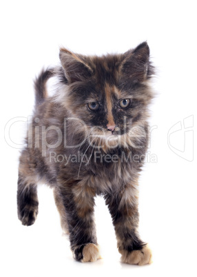 maine coon kitten