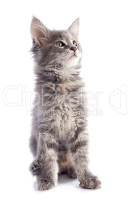 maine coon kitten