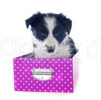 puppy border collie in a box