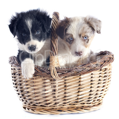 puppies border collie