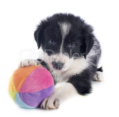 puppy border collie and ball