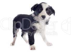 puppy border collie