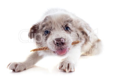 eating puppy border collie