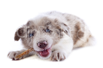 eating puppy border collie