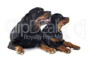 rottweilers