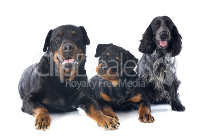 rottweilers and cocker spanier
