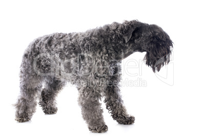 kerry blue terrier