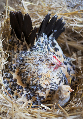 bantam chicken and chick