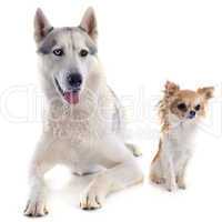 siberian husky and chihuahua