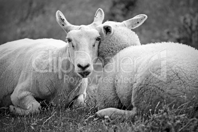 Schafsgeflüster