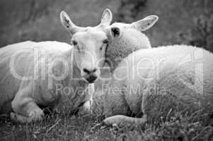 Schafsgeflüster