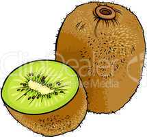 kiwi fruit cartoon illustration