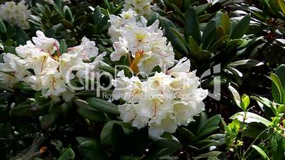 Caucasian rhododendron blooms in the woods