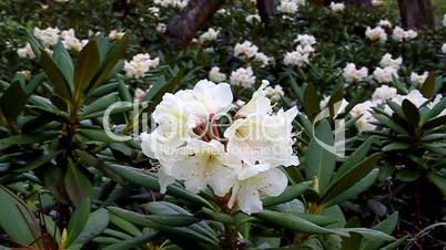 Caucasian rhododendron blooms in the woods