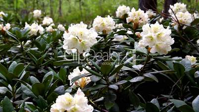 Caucasian rhododendron blooms in the woods