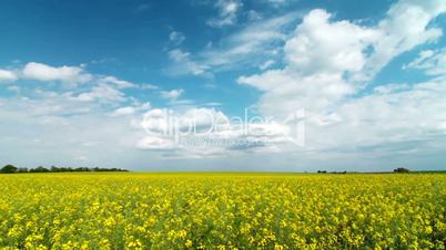 summer landscape