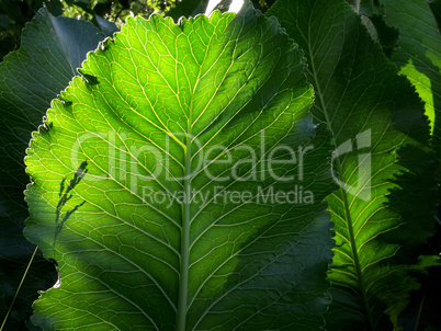 Large leaves