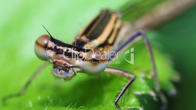 Northern damselfly - super macro