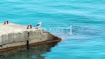 Sea gull on the quay