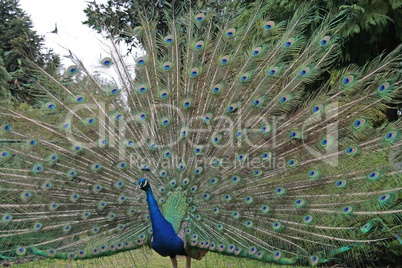 Pfau