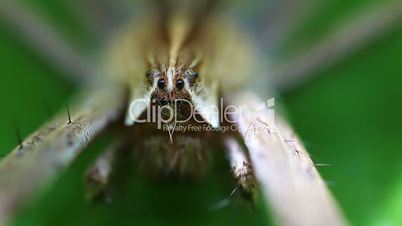 Nursery web Spider - Eyes