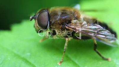Hoverfly - Syrphidae