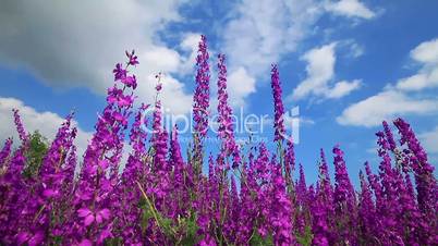 Field Of Pink Flowers And Blue Sky