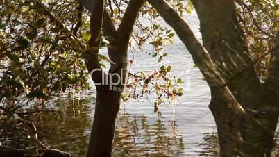 Mangroves 2