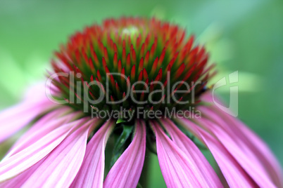 Echinacea purpurea