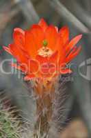 orange kaktusblüte