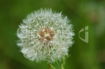 pusteblume