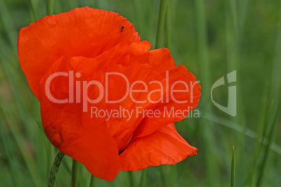 roter mohn