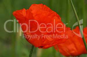 roter mohn