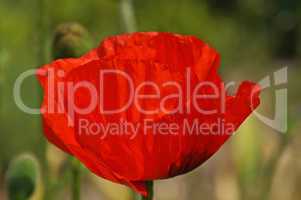 roter mohn