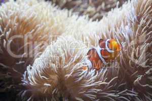 Beautiful Clownfish and Sea Anemone