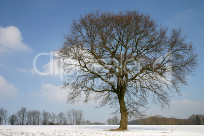 Stieleiche im Winter