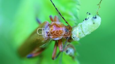 Soldier Beetle eat caterpillar
