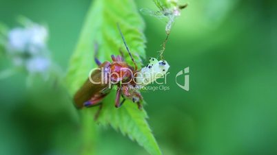 Soldier Beetle - caterpillar