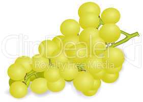 Bunch of white grapes