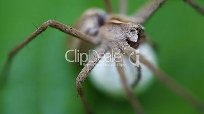 Nursery web Spider - Cocoon - macro