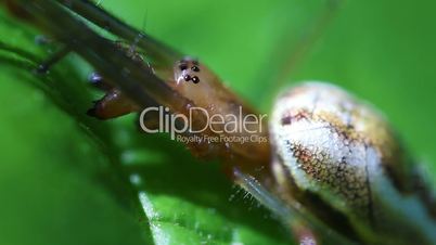 Long-jawed spider - super macro