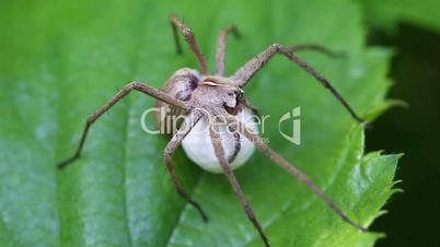 Nursery web Spider - Cocoon