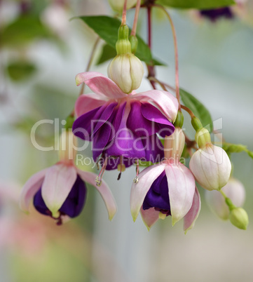 Fuchsia Flowers