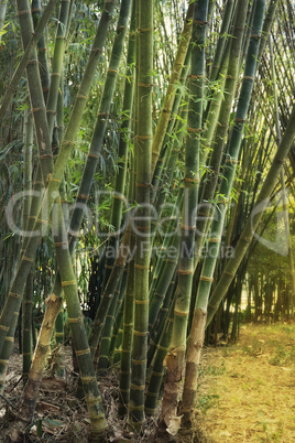 Bamboo Forest