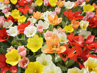 Field Of Tulip Flowers