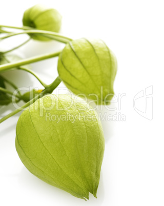 Tomatillo