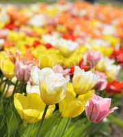 Tulip Flowers With Sunlight