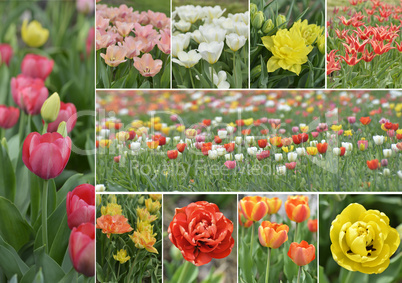 Tulip Flowers Collection