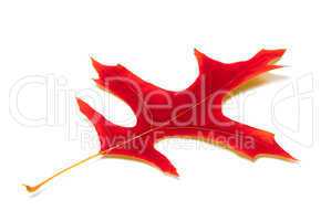 red leaf of oak